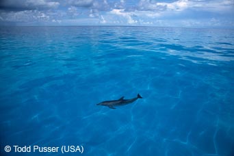 Dolphin by Todd Pusser